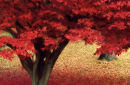 autumn maple